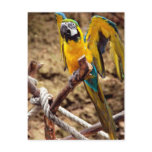 Blue And Yellow Macaw postcards