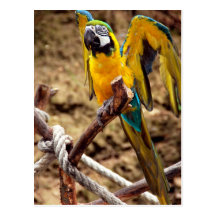 Blue And Yellow Macaw Postcard