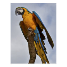 Blue and Yellow Macaw Postcard