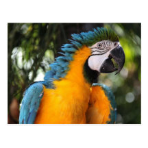 Blue and Yellow Macaw Postcard