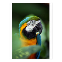 Blue-and-yellow Macaw Postcard