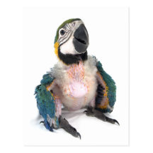 Blue and yellow Macaw Postcard