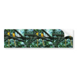 Blue and yellow macaws bumper stickers