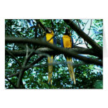 Blue and yellow macaws cards