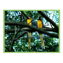 Blue and yellow macaws postcard