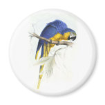 Blue and Yellow Maccaw by Edward Lear magnets