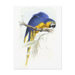 Blue and Yellow Maccaw by Edward Lear postcards