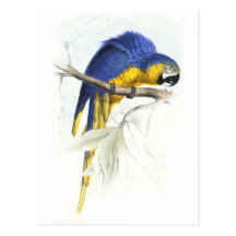 Blue and Yellow Maccaw by Edward Lear Postcards