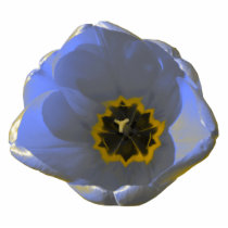 Blue and Yellow Tulip Photo Sculpture