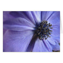 Blue Anenome Cards