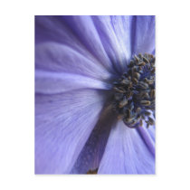 Blue Anenome - Happy Birthday Post Cards