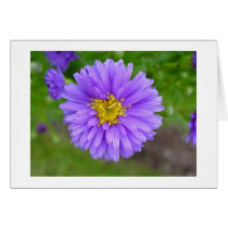 Blue Aster Cards
