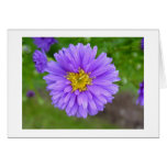 Blue Aster cards