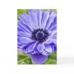 Blue Aster Flower Greeting Card