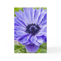 Blue Aster Flower Greeting Card