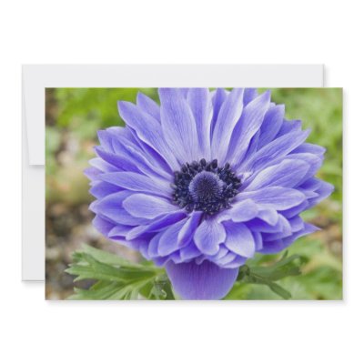 Blue Aster Flower Invitation by PerennialGardens