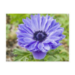 Blue Aster Flower Postcard