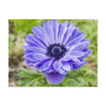 Blue Aster Flower Postcard