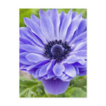 Blue Aster Flower Postcard