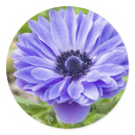 Blue Aster Flower Sticker
