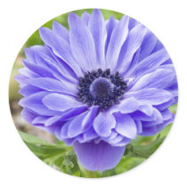 Blue Aster Flower Sticker