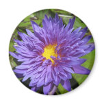 Blue Aster magnets