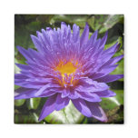 Blue Aster magnets