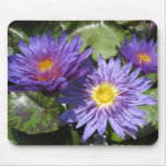 Blue Aster mousepads