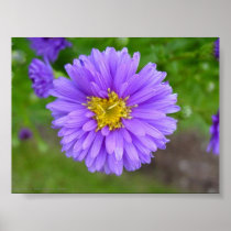 Blue Aster Poster