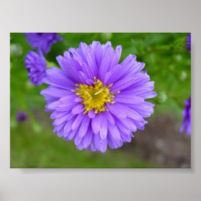 Blue Aster Poster by johnforbes