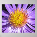 Blue Aster posters