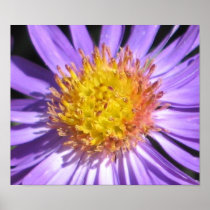 Blue Aster Print