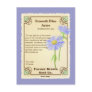 Blue Aster Seed Packet
