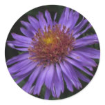 Blue Aster Sticker