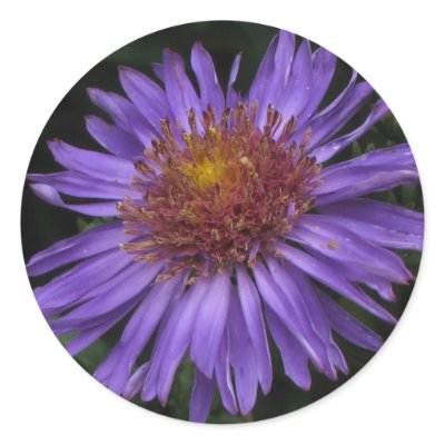 Blue Aster Sticker by ggbythebay