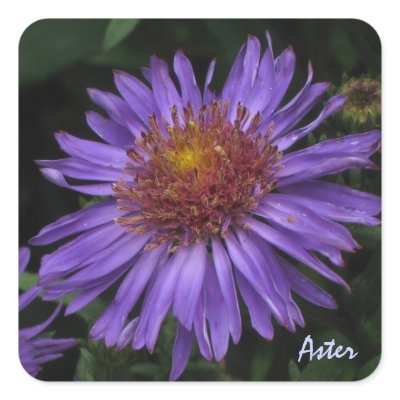 Blue Aster Sticker by ggbythebay