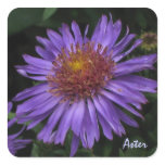 Blue Aster Sticker