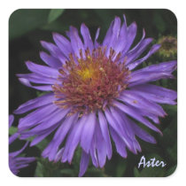 Blue Aster Sticker