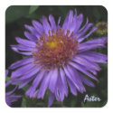 Blue Aster Sticker