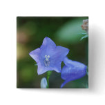 Blue Balloon Flower  Button