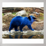 Blue bearbird poster