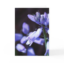 Blue Bell Flowers  Greeting Card