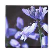 Blue Bell Flowers  Magnet