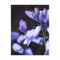 Blue Bell Flowers  Postcards