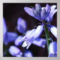 Blue Bell Flowers Poster