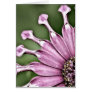 Blue Bell Tunicate Centred with antique filter Greeting Cards