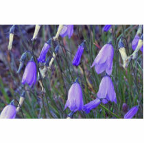 Blue Bells Photo Sculpture
