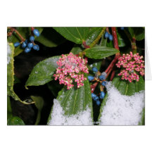 Blue Berried Non-Edible Plant Greeting Card