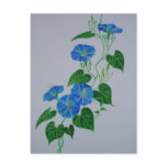 Blue Bindweed postcards