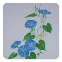 Blue Bindweed